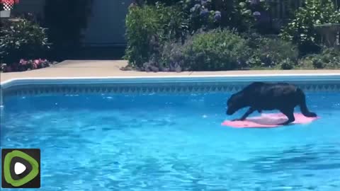 Dog Becomes a 'Surfer' to grab the ball in Swimming Pool