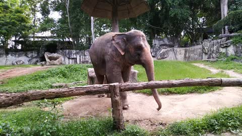 Elephant is playing, look like sand storm