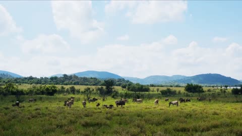 Nice Time Lapse Video of Some Animals Eating Grass