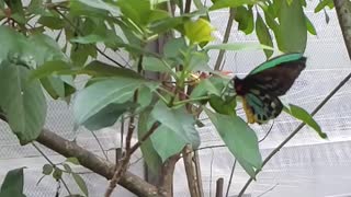 Slow motion butterfly