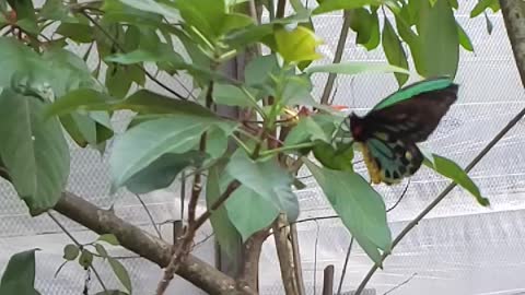 Slow motion butterfly