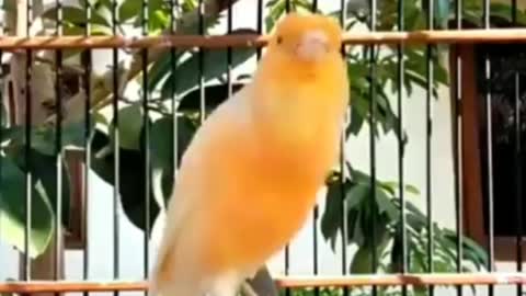 The beauty of the bird chirping sound