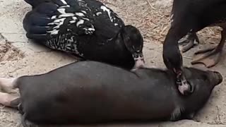 Ducks clean piglet