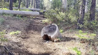 Getting Started Climbing from Forest Level – The Black Butte Trail – Central Oregon – 4K