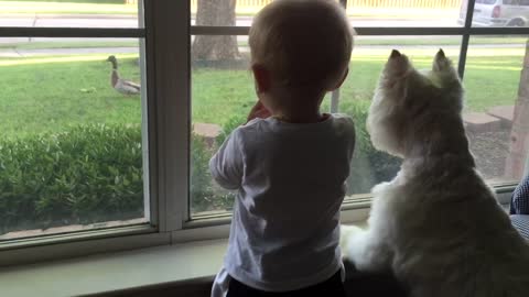 Duck on front lawn completely mesmerizes dog and baby