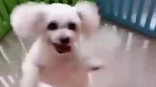 the dog dances