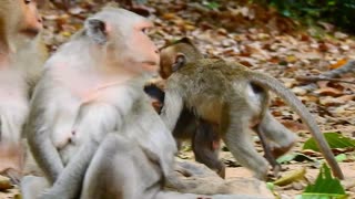 Funny Animal# baby monkey#53# love animal.