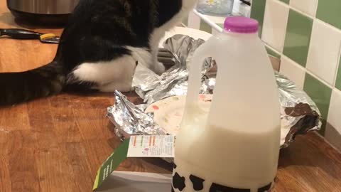 cat really wants milk