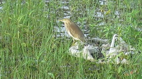 Night Heron