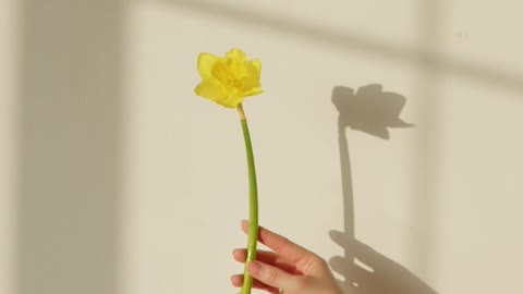 A Person Holding Yellow Narcissus Flower