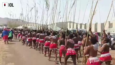 Watch: Zulu Maidens Carry Reeds to the Zulu King
