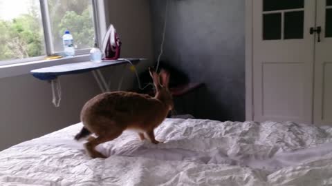Adorable Pet Hare’s Morning Exercise