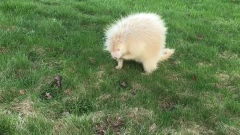 Rare Albino Porcupine Munching On Green Grass