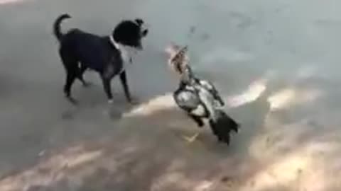 Fighting of 2 DOG and 1 COCK...check the winner👑