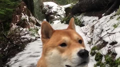 Shiba the snow lover