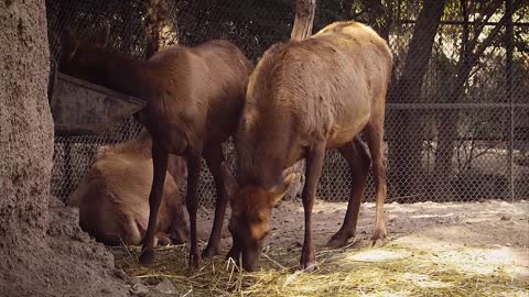 Reno Young Mammal Herbivorous Footage Zoo Animal