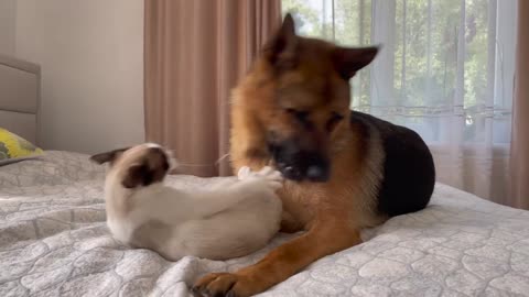 What a German Shepherd does when a Cat ignores him