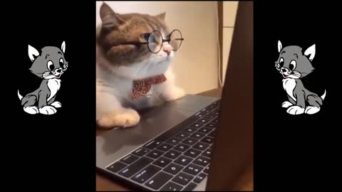 Funny cat videos very funny | 🐱