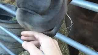 Horse shows off gross teeth