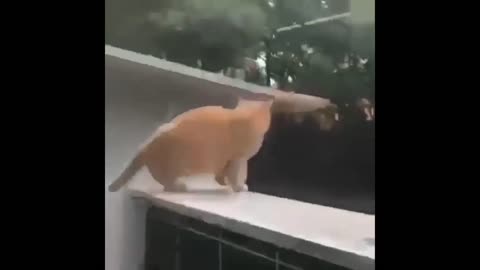 Funny cat, jumping to the point of no strength