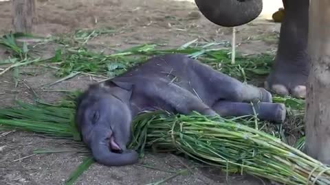 Baby elephant sleeping on his mama's food