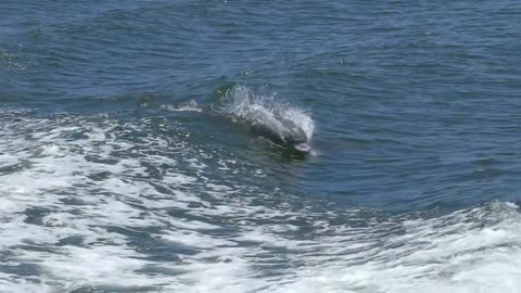 Wild Dolphin Swimming in Sea Compilation.