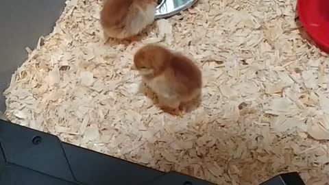 New Chicks