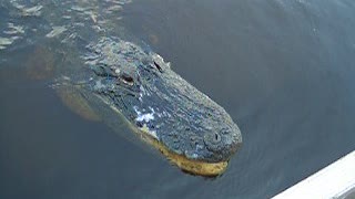 Paparazzi Tourist Gets Camera Eaten By Alligator