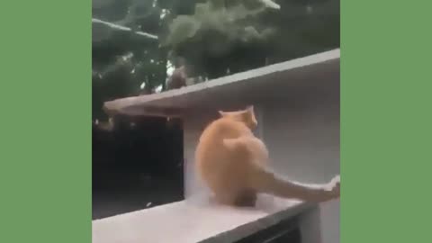 look at the size of this cat's jump, I'm impressed!!