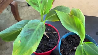 Banana Tree Propagation Tutorial Update