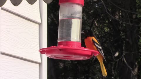 The Simple Pleasure of Watching an Oriole Eat From A Hummingbird Feeder