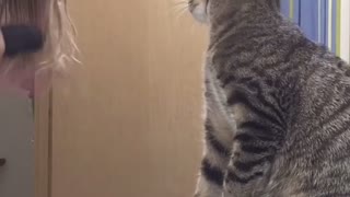 Cute Tabby Cat Mimics Owner Brushing Her Hair