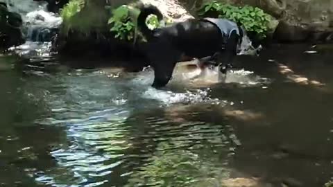 JJ Rescue Dog and Jilly Labradoodle Puppy find tranquil waterfall near the swim hole
