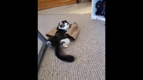 My cat like paper bags.