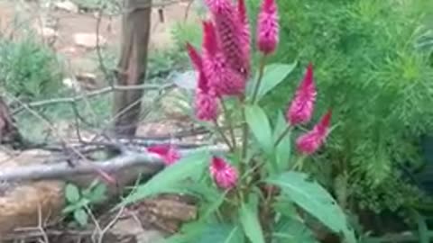 Butterfly flying in my garden