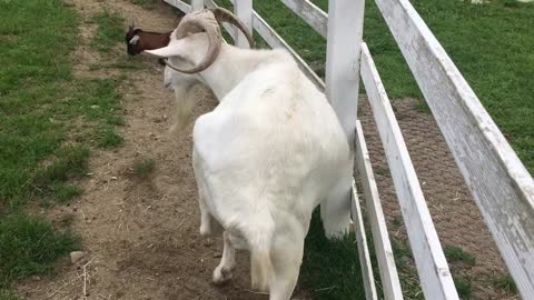The goat is scratching the itchy area with its hind paws