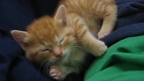 Kitten gets sleepy while playing