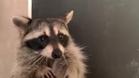 Pet raccoon chows down on tasty jello treat