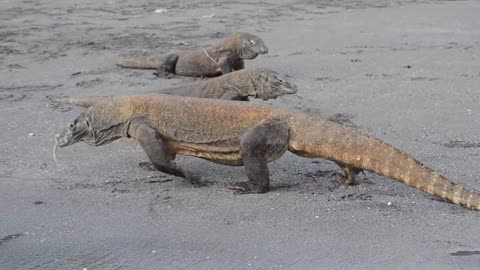 Komodo dragons on the beach