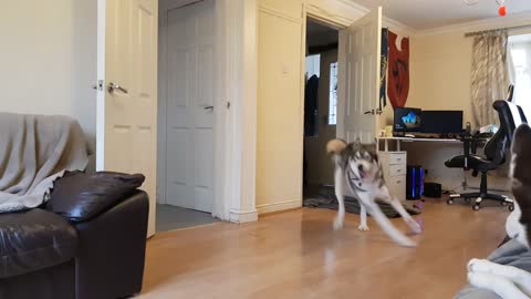 Husky goes crazy after owner disappears