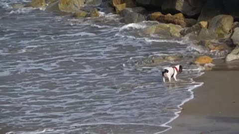 Puppy on the beach, too cute