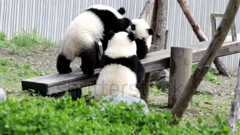 Little Panda Cub are Playing Fighting
