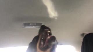 Dog tries to eat sunlight