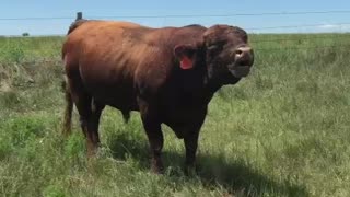 Bull Song