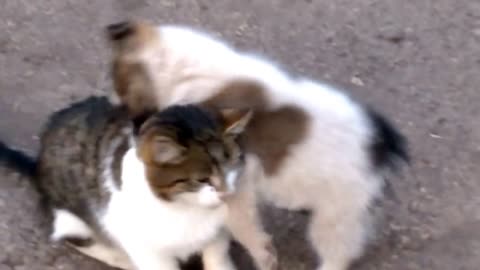 Dog loves cat! They are best friends!!