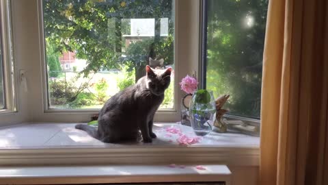 Gato destruye las flores para beber del florero