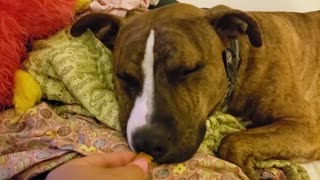 Exhausted Dog Wakes Up For A Treat But Then Goes Right Back To Bed