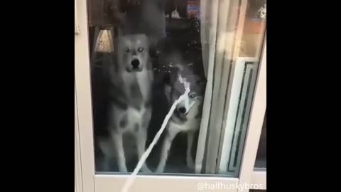Husky Tries To Drink Hose Water Through Glass😂