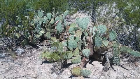 Finding Wild Food Episode 4: Prickly Pear Cactus - #13