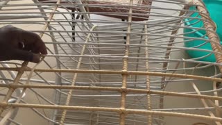 Diy rattan weaving